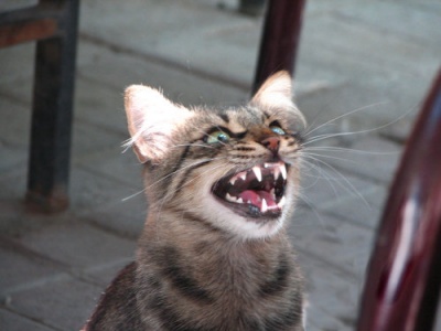 11-belvaroshangja2_400